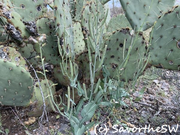 Streptanthus carinatatus podscopyright Savorthesouthwest