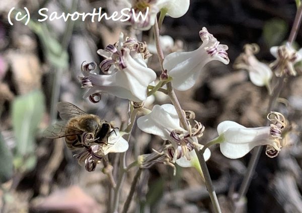 white Streptanthus carinatatus flowers copyright Savorthesouthwest
