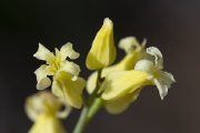 yellow streptanthus carinatatus flowers copyright RSpellenberg