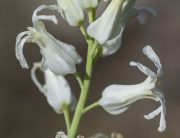 white Streptanthus carinatatus flowers copyright RSpellenberg