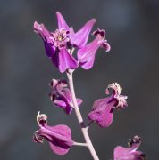 purple Streptanthus carinatatus flowers copyright RSpellenberg