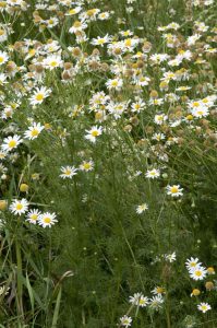 false chamomile flowers in the wild
