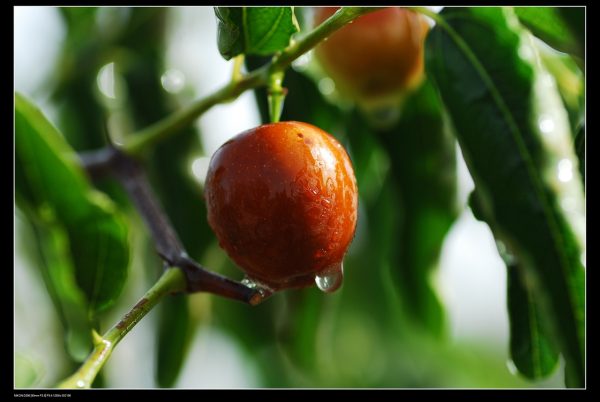 brown jujube fruit still on the tree