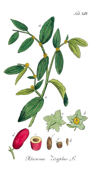 illustration of jujube fruit and branch