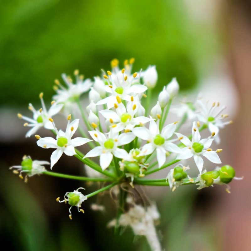 flowers of garlic chives