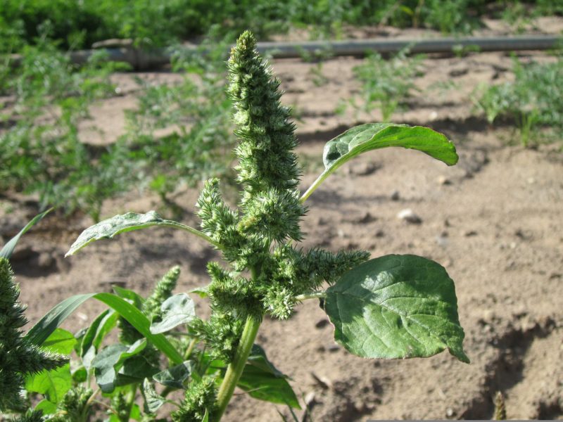 green leaves and seed heads of one of the wild species of amaranth