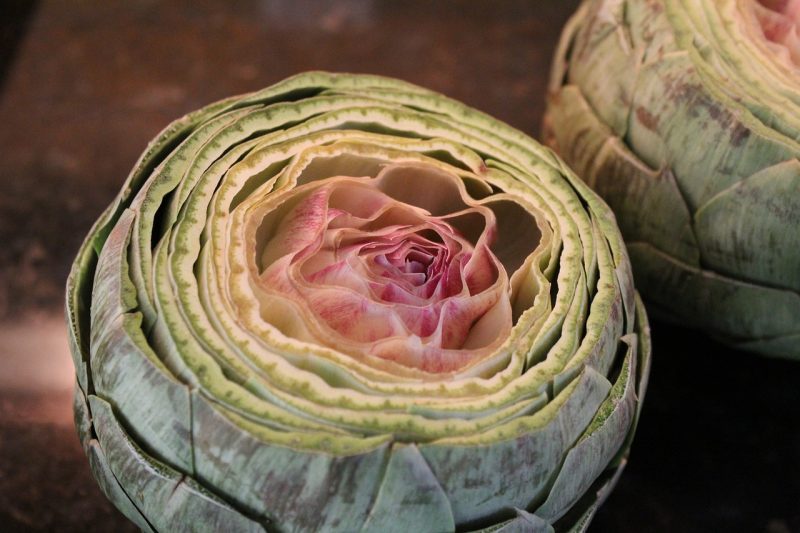 green artichoke with tips of the leaves cut of