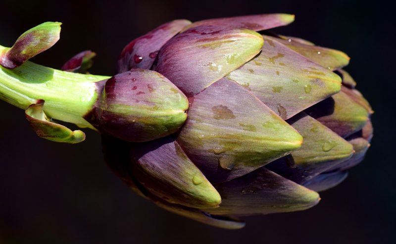 burgandy colored artichoke