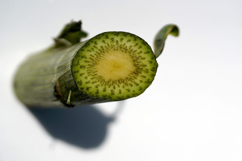 green artichoke stem showing the veins