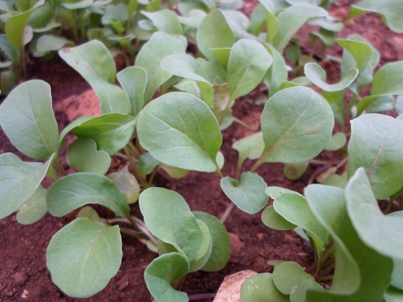 arugula plants on savor the southwest