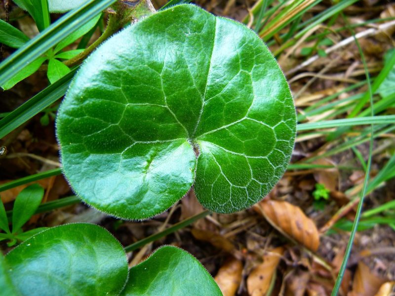 green kidney shaped leaf of the wild ginger plant