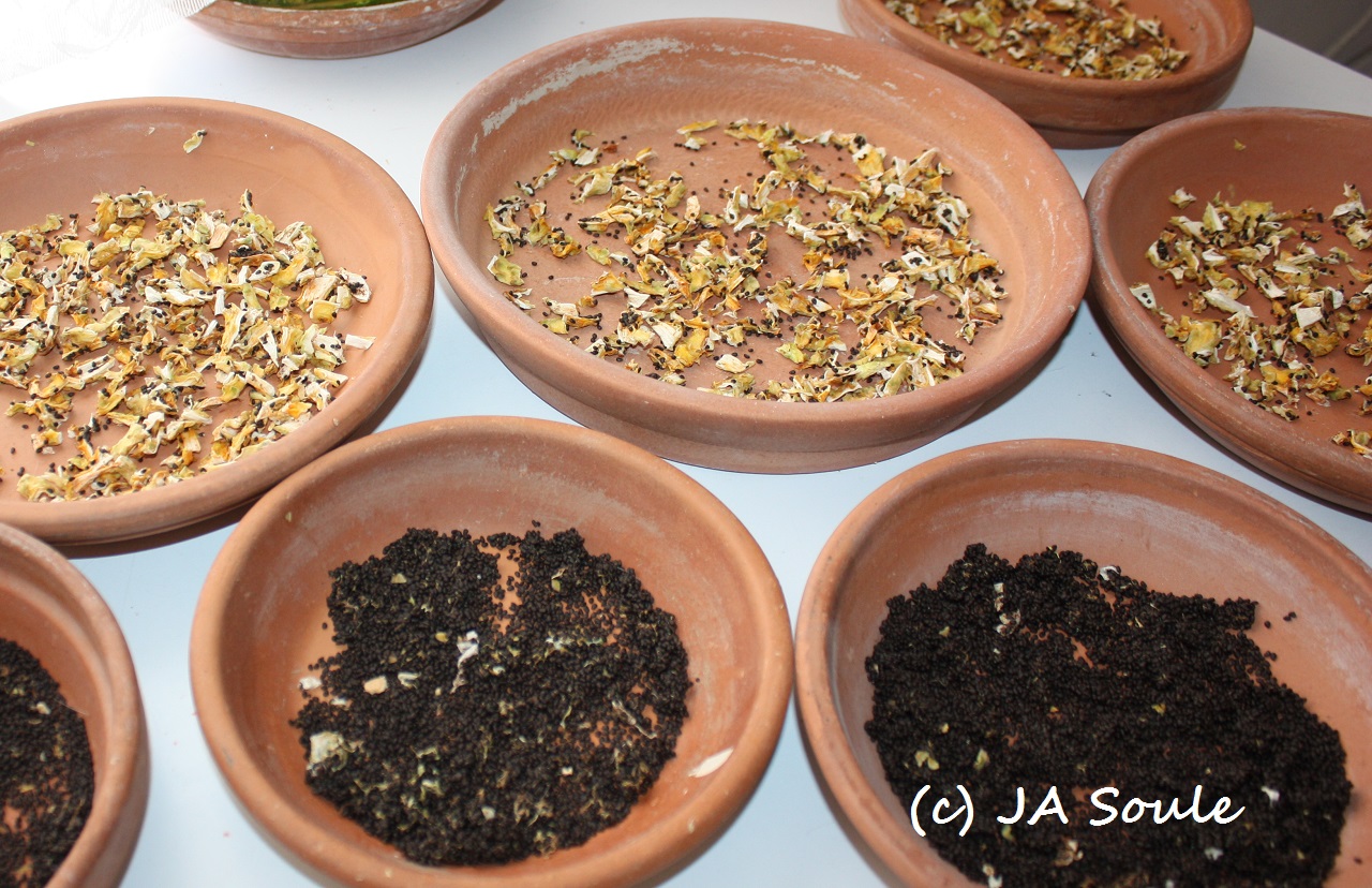 fruits and seeds of the barrel cactus drying on savor the southwest