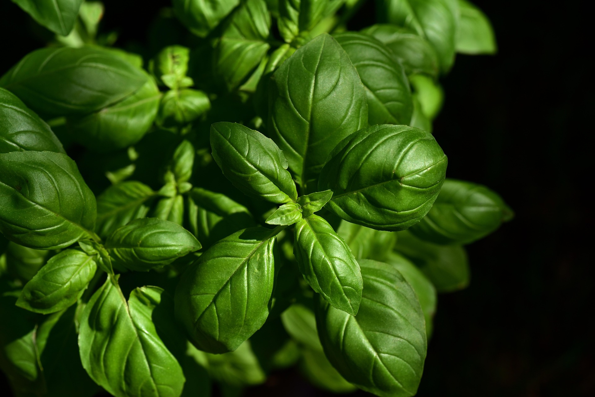 fresh italian basil leaves