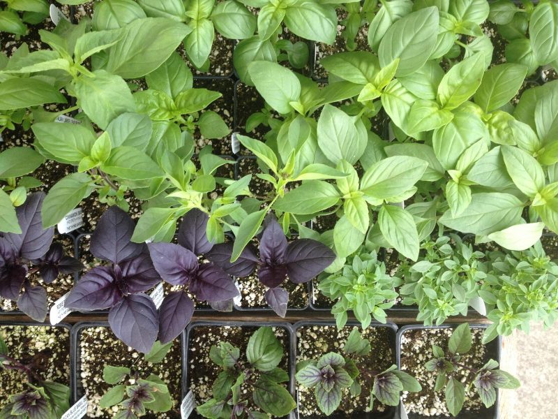 fresh basils growing