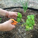 harvesting green basil