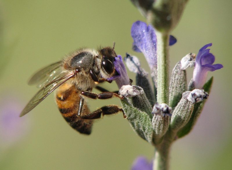 honey bee on lavender