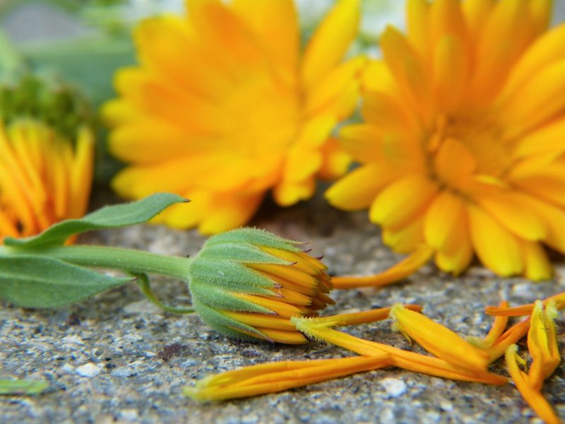 calendula flowers