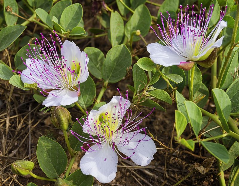 caper flowers