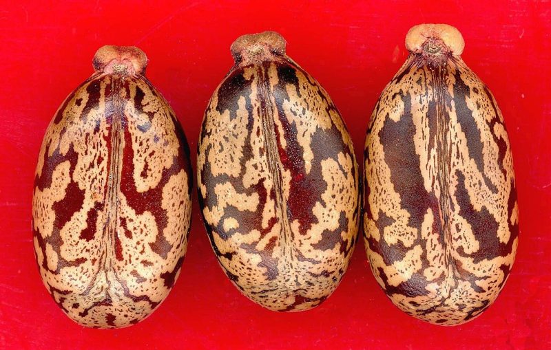 brown seeds of the castor plant on a red backdrop