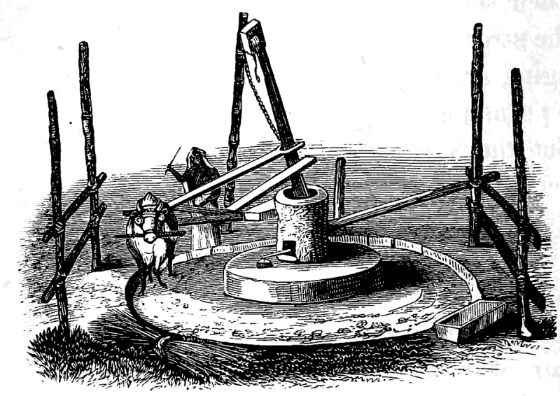 1890s black and white drawing of using livestock to mill castor seeds for the oil