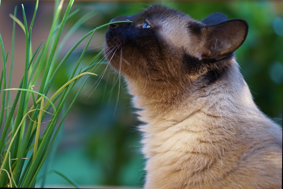 cat sniffing a green grassy plant