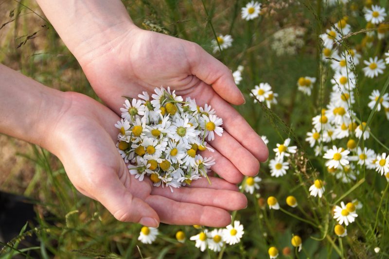 picking the flowers of chamomile for herbal tea