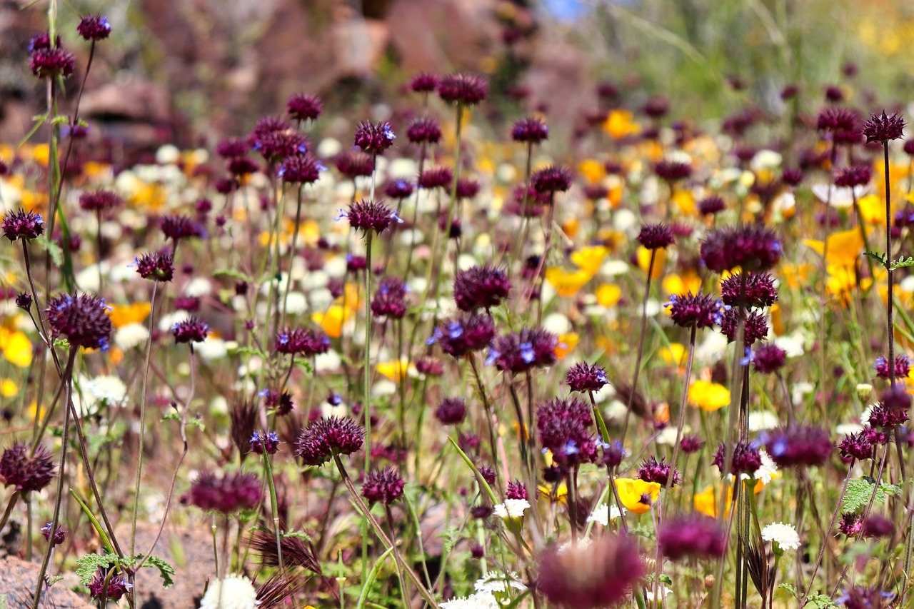 Chia flowers on savor the southwest