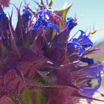 Chia flowers for seed on savor the southwest