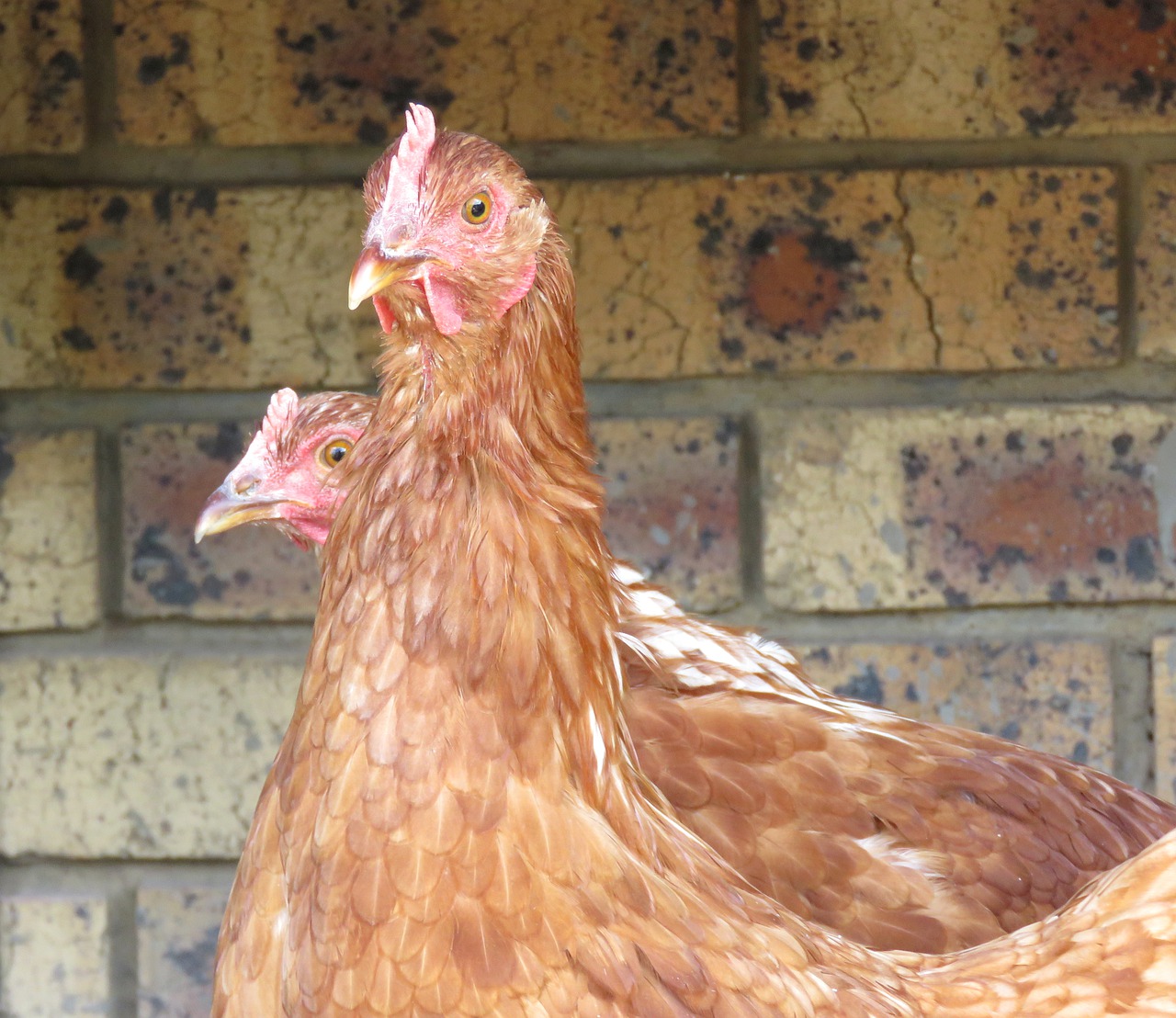 brown hens