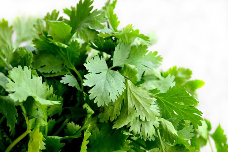 cilantro in cooking on savor the southwest