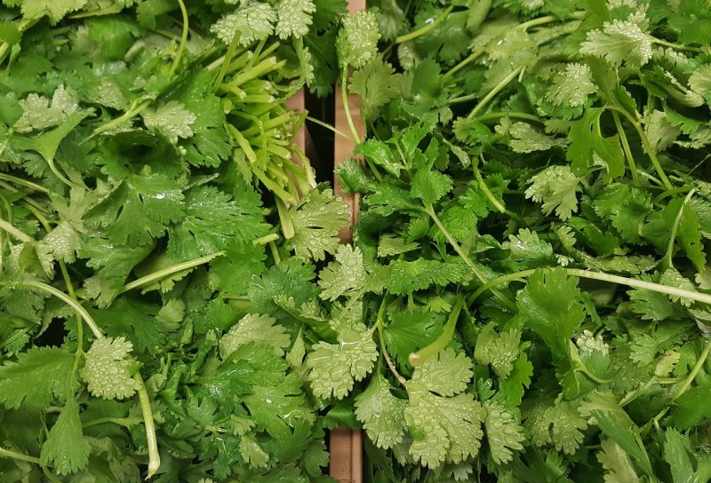 cilantro on savor the southwest
