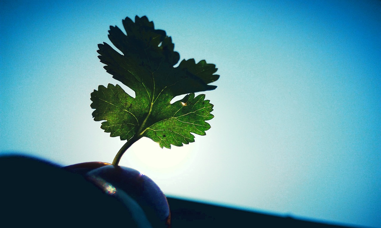 cilantro on savor the southwest