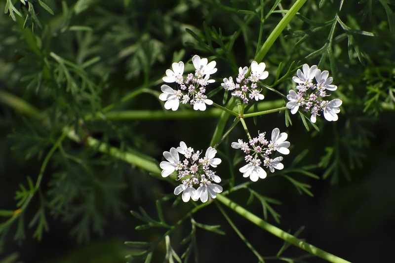 cilantro flowers for cooking on savor the southwest
