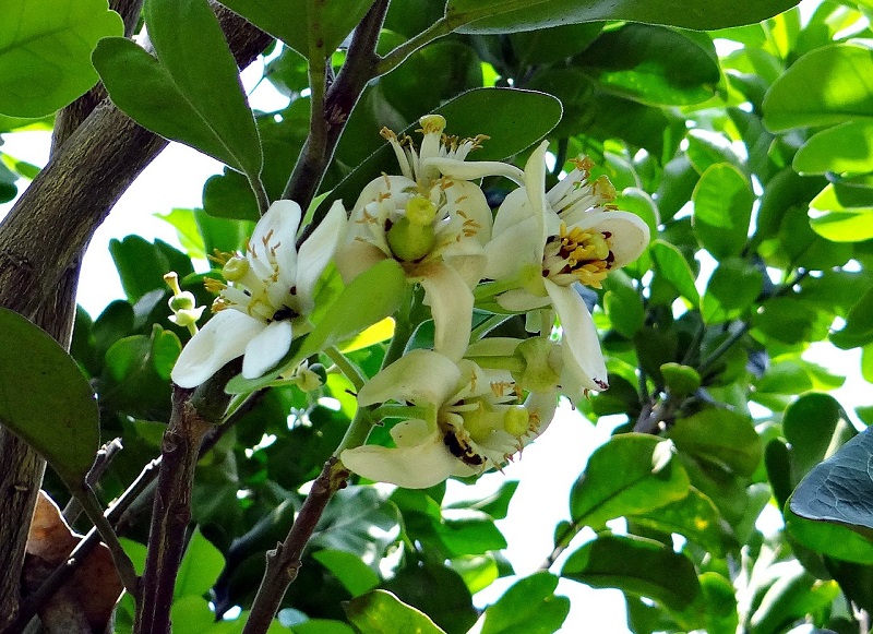 citrus tree in bloom while fruit is ripening from the previous year