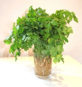 preserving cilantro for cooking on savor the southwest