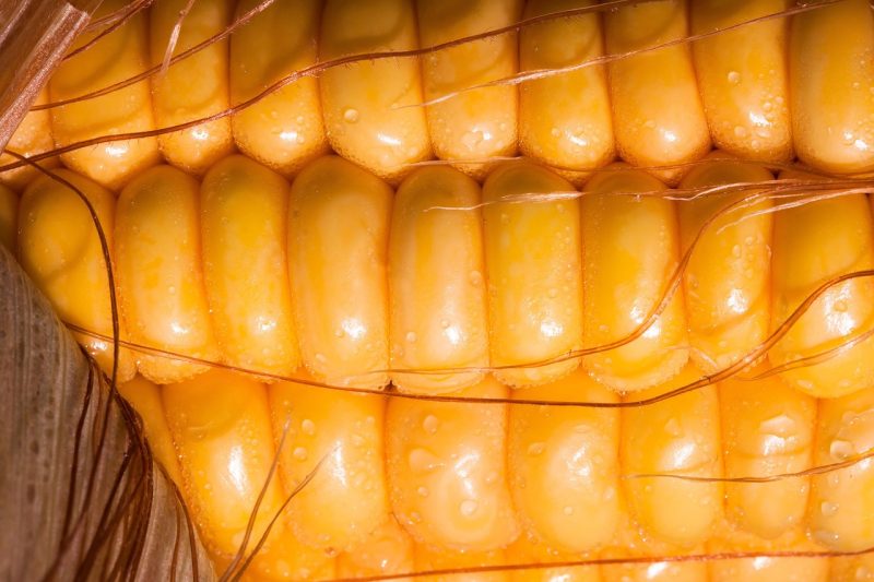 corn on the cob