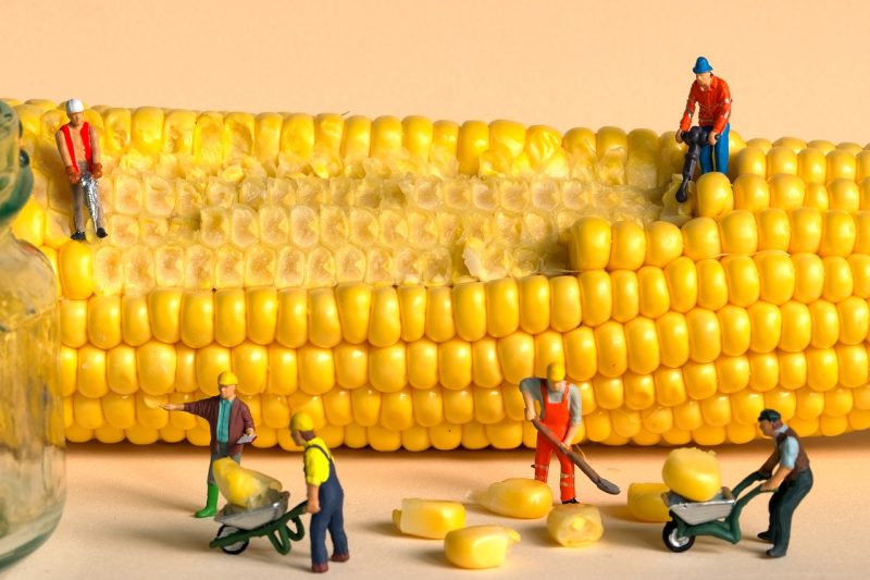 little workers removing corn from the cob