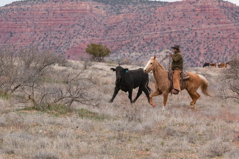 cowboy in american southwest roping a black calf