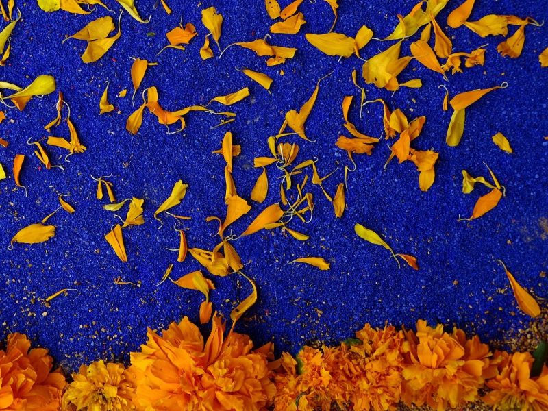 day of the dead flowers feature cempoazuchil the mexican marigold
