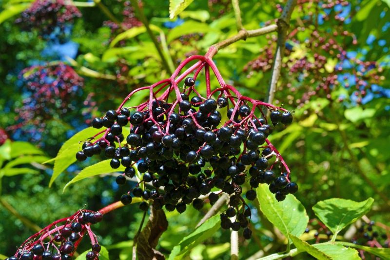 rich dark fruits of the elder or elderberry
