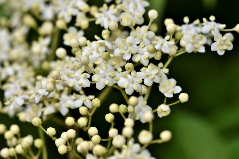 white flowers of the elder or elderberry