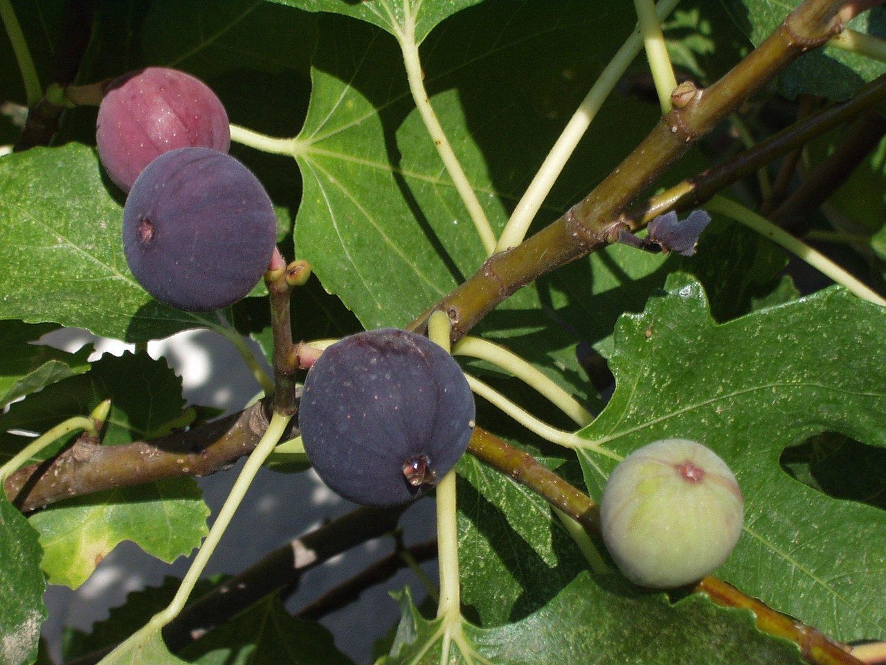 fresh figs ready to eat
