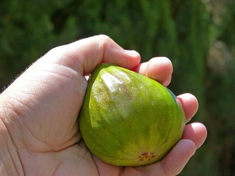 giant fig