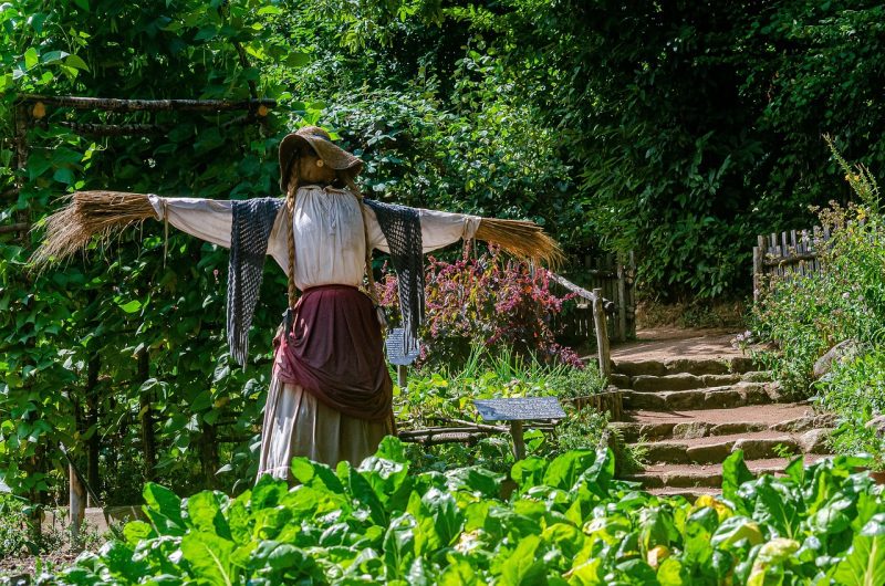 scarecrow in a dress guarding a vegetable garden