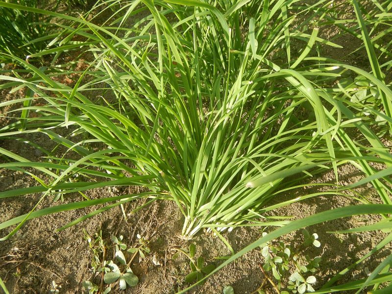 garlic chives growing