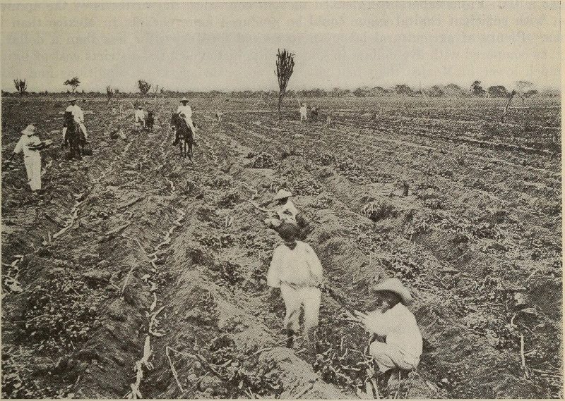 harvesting garbanzo in mexico in 1921