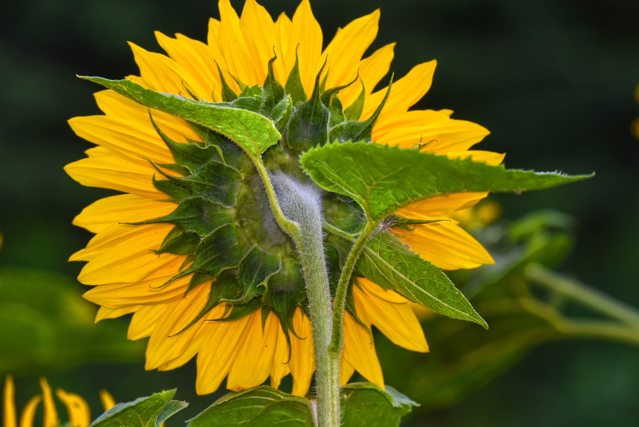 the caylx is what to watch to tell when your sunflower seed head is ready for harvest on savor the southwest