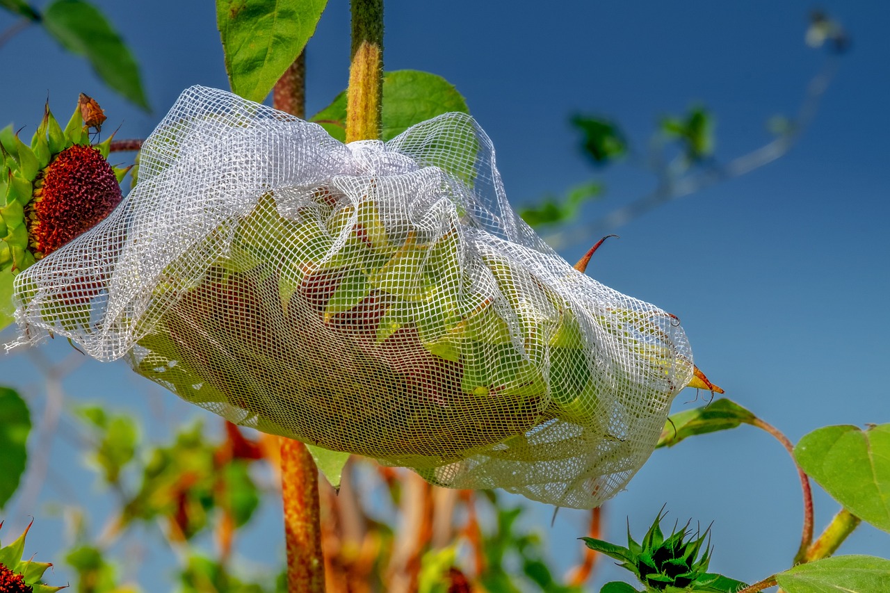 net your sunflower seed head so the birds dont steal seed on savor the southwest