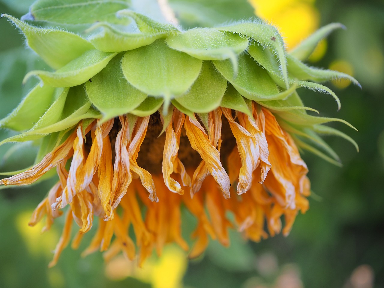 sunflower seed head just starting to be ready for harvest on savor the southwest