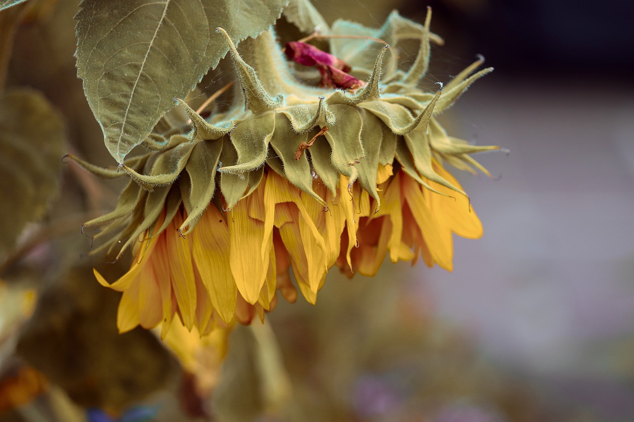 yellowing sunflower seed head ready for harvest on savor the southwest
